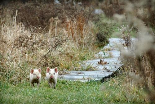 我們的環(huán)境會(huì)好嗎？——“數(shù)說(shuō)”大氣、水、土壤污染防治三大戰(zhàn)役